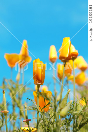 close up of california poppy flower close up of california poppy flower 16139161