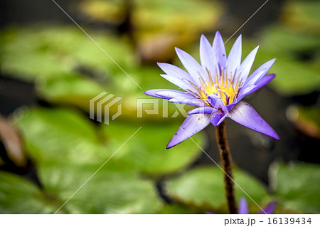Lotus Pond Lotus Pond 16139434