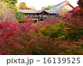 通天橋の紅葉 16139525