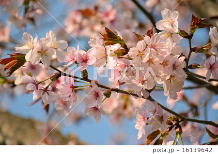 満開のエゾヤマザクラ 16139642