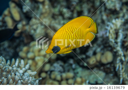 Butterflyfish Butterflyfish 16139679