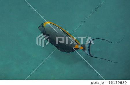 Orangespine unicornfish Orangespine unicornfish 16139680
