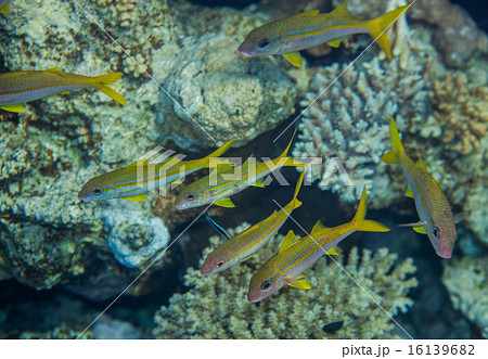 Shoal of yellow goatfish Shoal of yellow goatfish 16139682