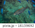 Orangespotted Trevally 16139692