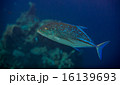 bluefin trevally 16139693