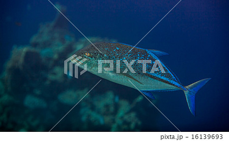 bluefin trevally bluefin trevally 16139693