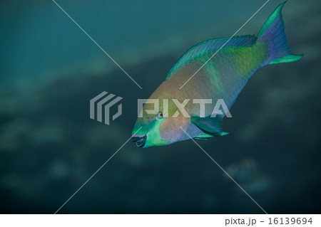 Medium size green scarus fish 16139694