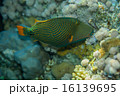 Orange-striped triggerfish 16139695