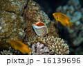 Tropical fish - Eritrean butterflyfish 16139696