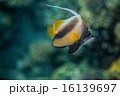 Red Sea Bannerfish - Heniochus intermedius 16139697