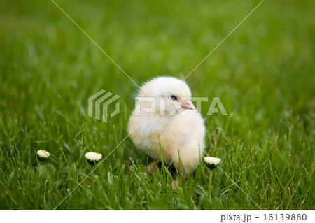 little chicken 16139880
