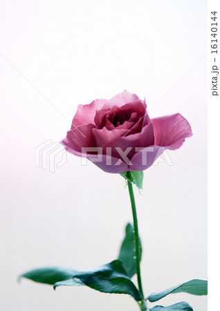 バラ・BLACK TEA 16140144