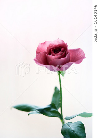 バラ・BLACK TEA 16140146