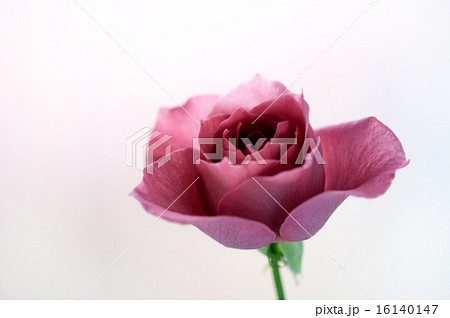 バラ・BLACK TEA 16140147