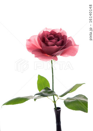 バラ・BLACK TEA 16140148