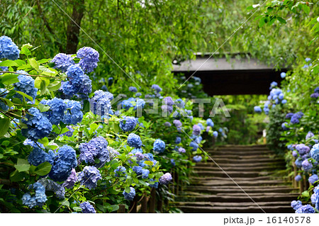 明月院　山門　紫陽花 16140578