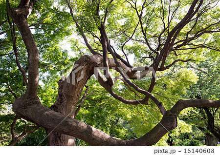 イロハモミジ・Acer palmatum  16140608