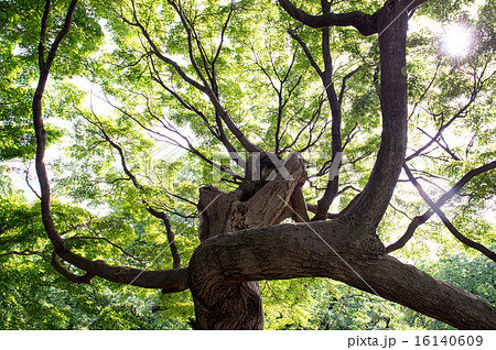 イロハモミジ・Acer palmatum  16140609