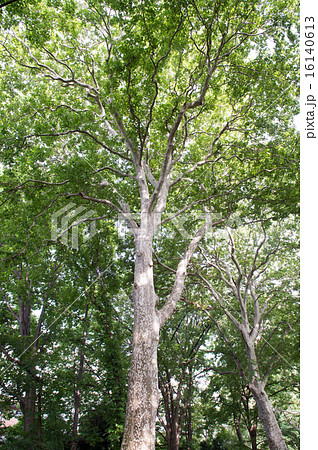 スズカケノキ スズカケノキ 16140613