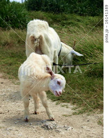 親子 親子 16141389