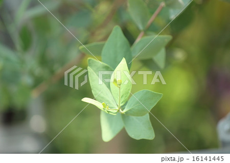 ホホバ ホホバ 16141445