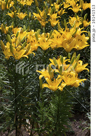 すかしゆり すかしゆり 16141513