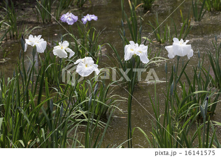 菖蒲の花 16141575