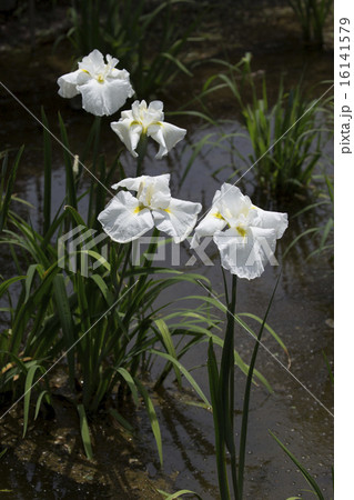 菖蒲の花 菖蒲の花 16141579