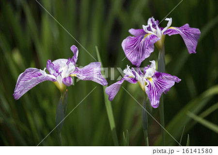 菖蒲の花 16141580