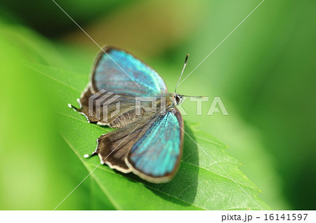 ミドリシジミ(♂)⑤ ミドリシジミ(♂)⑤ 16141597