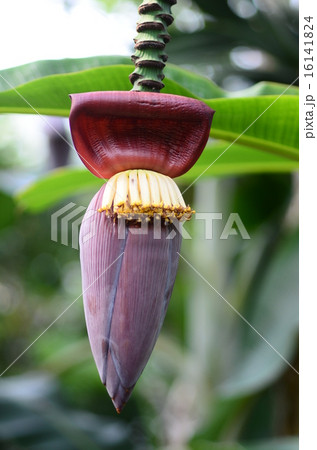 センナリバナナ 16141824