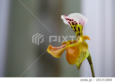 パフィオペディルム・グラトリクシアヌムの花 16141866