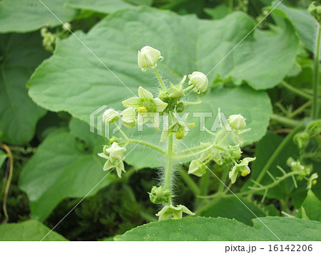 アレチウリ　雄花 16142206