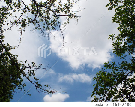 木々の間に空と雲 16142480