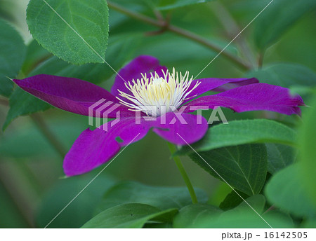 テッセン青紫の花 テッセン青紫の花 16142505