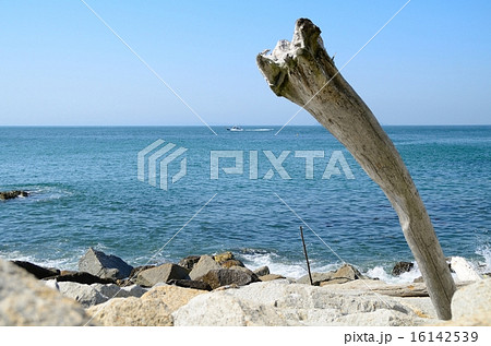 伊良湖岬の流木 16142539