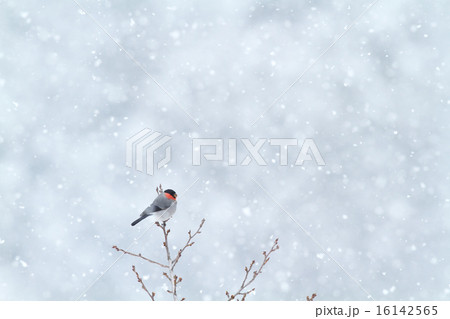 ウソ ウソ 16142565