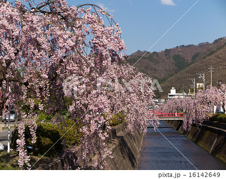 天童　倉津川の桜並木 16142649