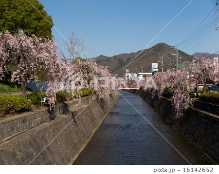 天童 倉津川の桜並木 天童 倉津川の桜並木 16142652