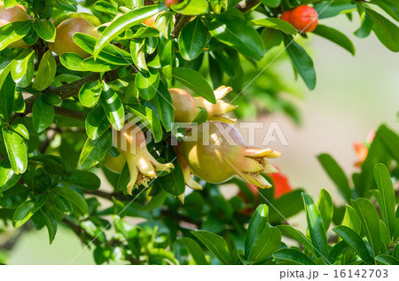 ふくらんできたザクロの実 16142703