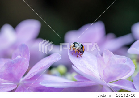 紫陽花にとまるテントウ虫 16142710
