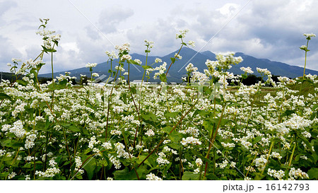 秋の八ヶ岳遠望-蕎麦畑の花咲く 秋の八ヶ岳遠望-蕎麦畑の花咲く 16142793