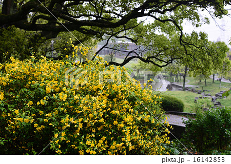 ヤマブキの花 ヤマブキの花 16142853