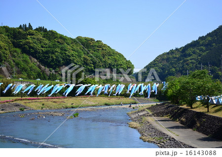 鰹のぼり 16143088