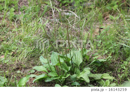 オオバコ 16143259