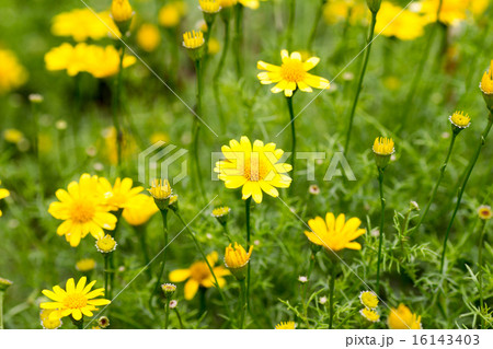 ダールベルグデージー 16143403