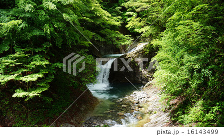 新緑の西沢渓谷 16143499