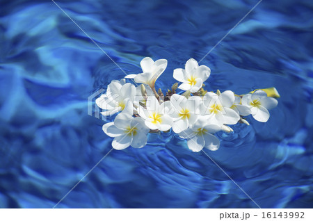 水に浮かぶ白いプルメリア 9の写真素材