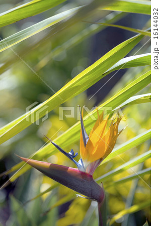 極楽鳥花Bird of Paradise-2 16144032