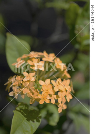 サンタンカixora-2 16144044